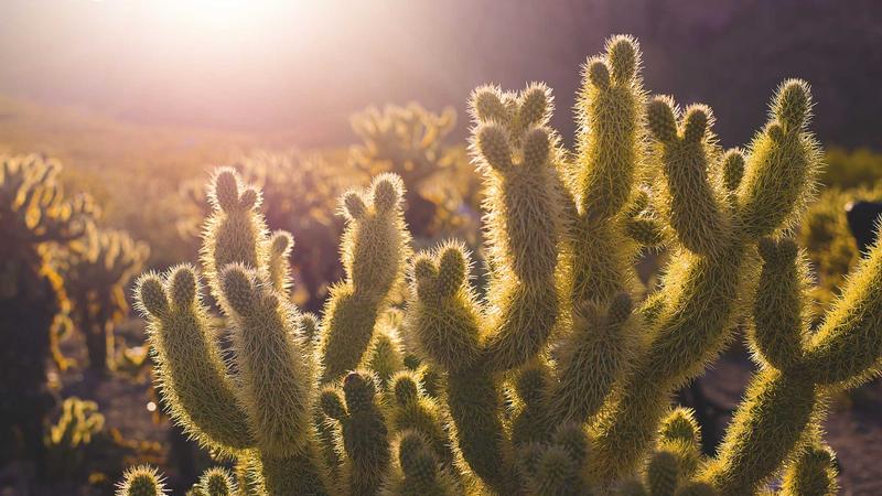 Featured image for Agent101 Net article