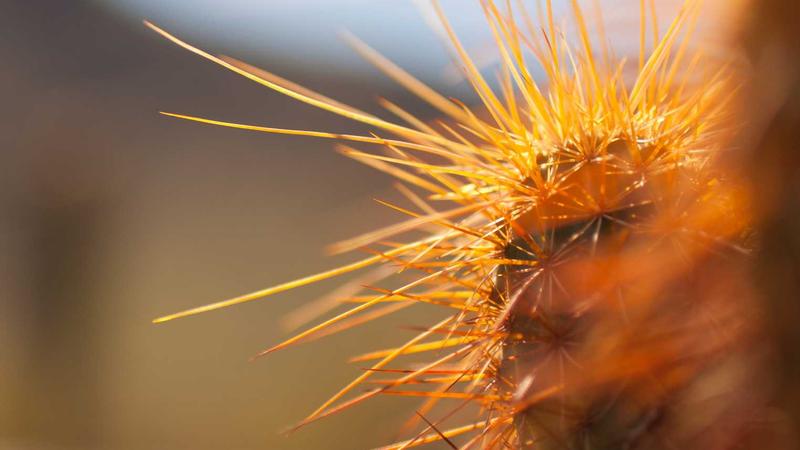 Featured image for Agent101 Net article