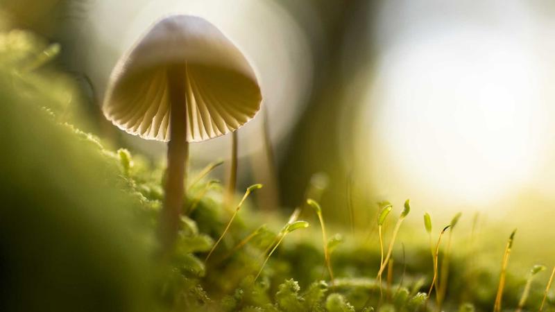 Featured image for Agent101 Net article